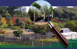 Mature Tree Nursery
